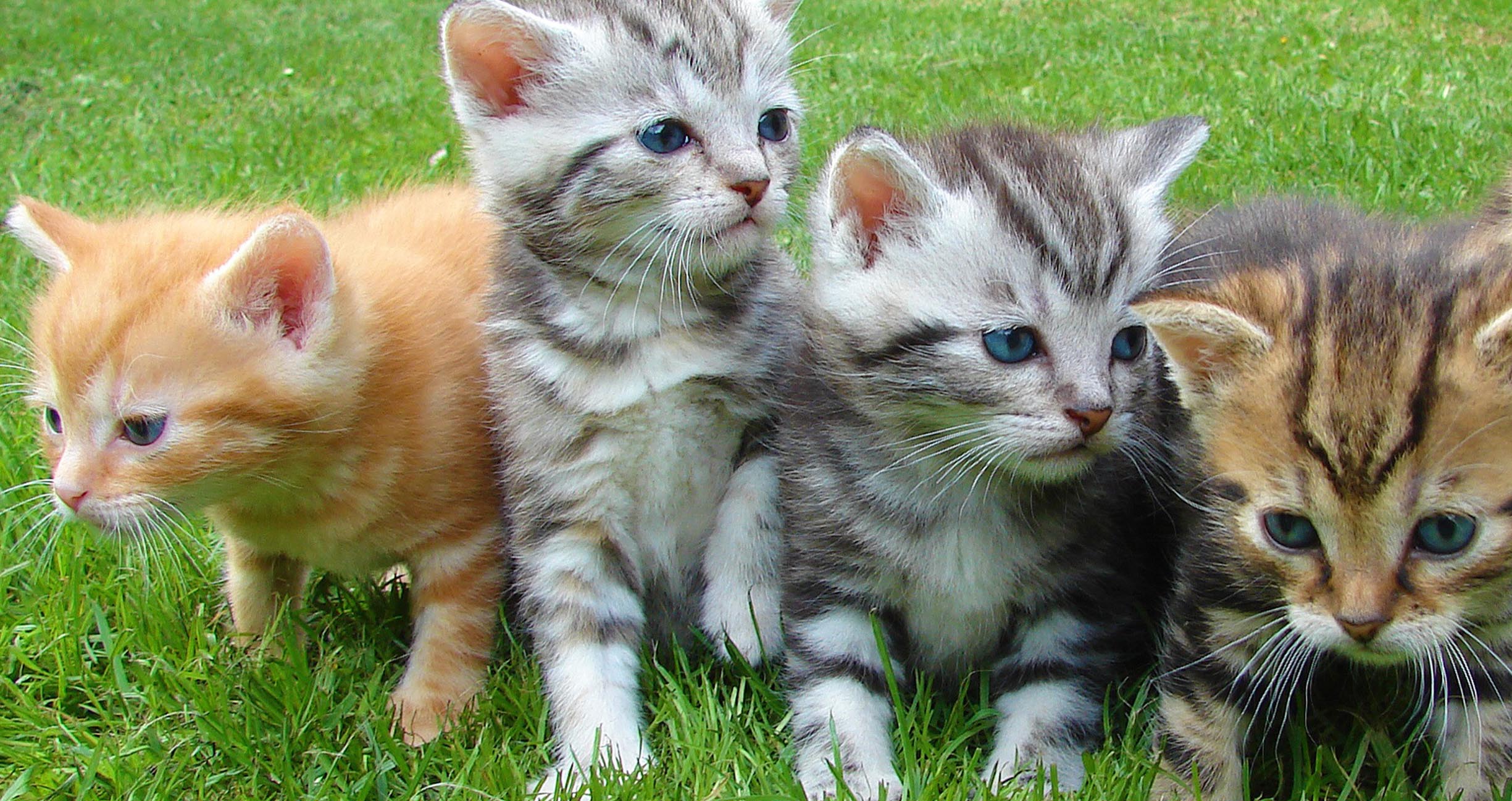 Four kittens huddle together exploring a green lawn