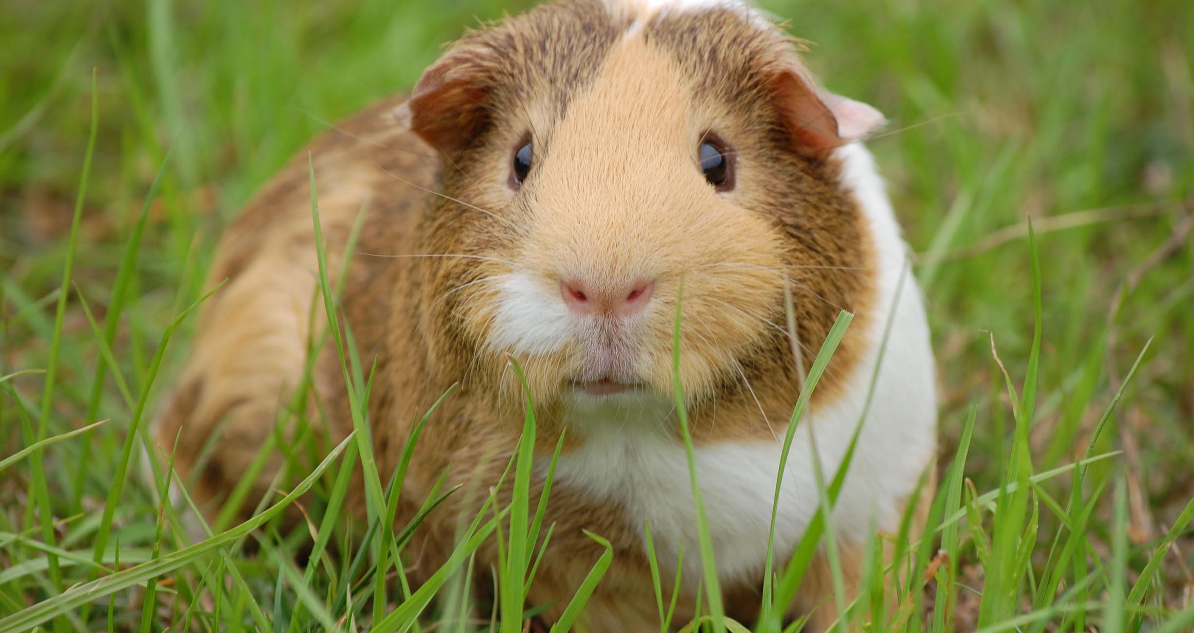 A brown and white guinea pig nibbles some long grass