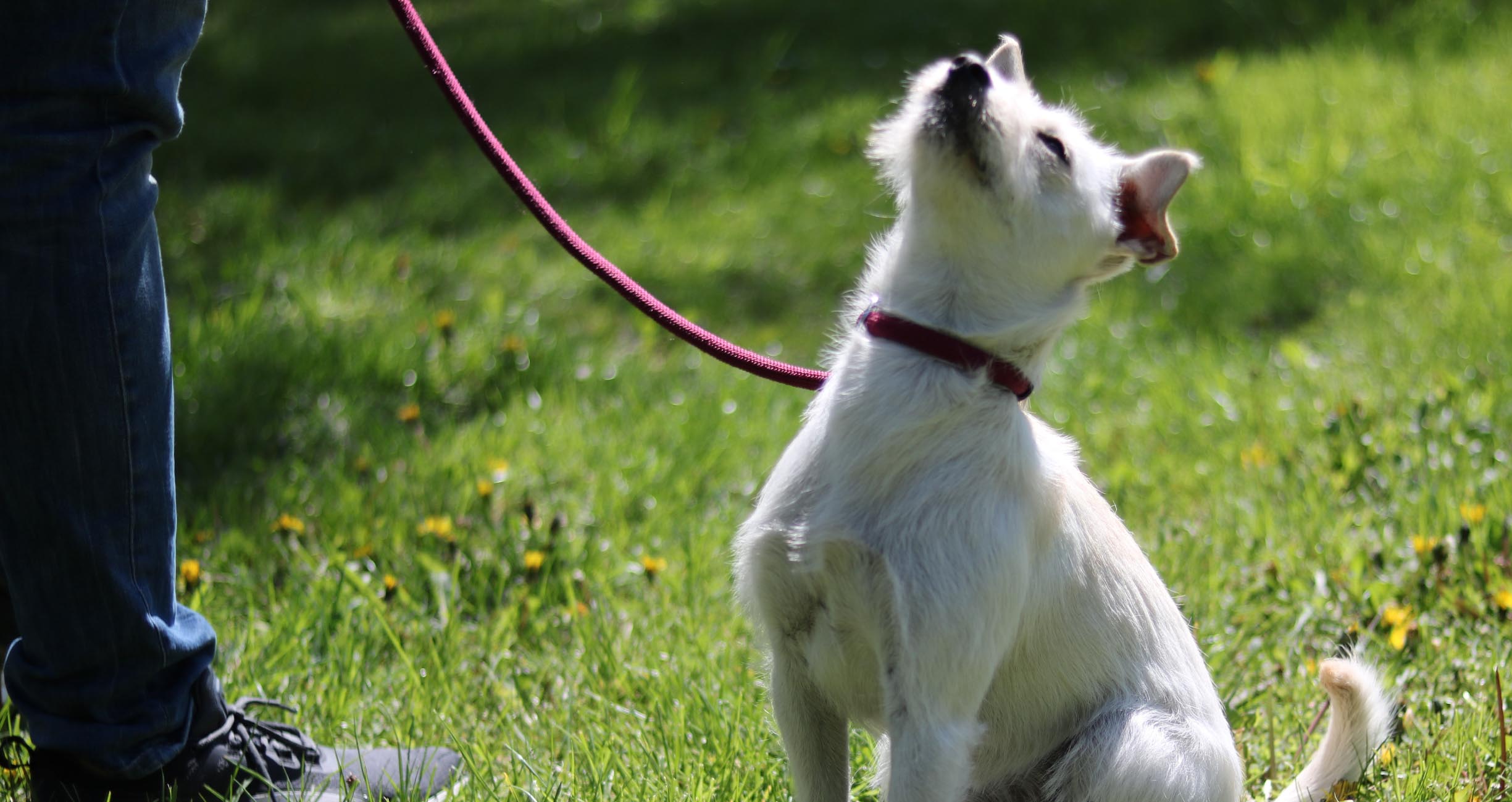 Small white dog on a red leash looking up at his owner